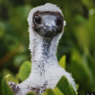 zoobidoobi46